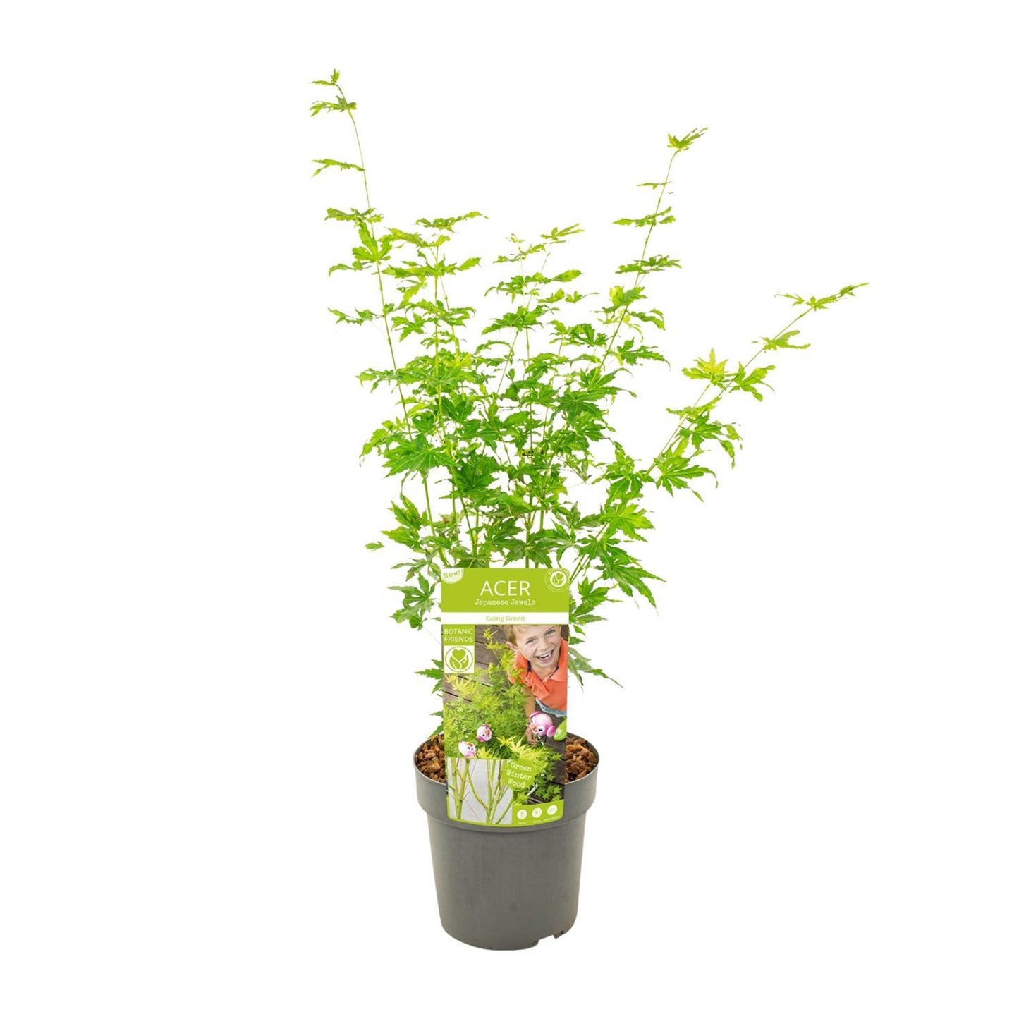 Acer Palmatum 'Going Green' - Japanischer Ahorn mit grünem Laub
