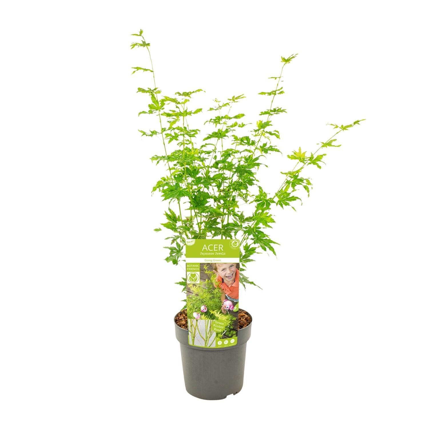 Acer Palmatum 'Going Green' - Japanischer Ahorn mit grünem Laub