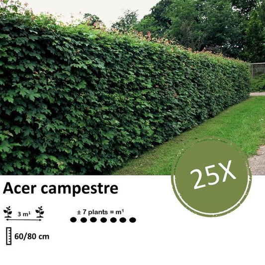 Acer campestre - Wurzelnackt - 60/80 cm - Feld-Ahorn für Hecken