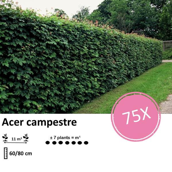 Acer campestre - Wurzelnackt - 60/80 cm - Feld-Ahorn für Hecken