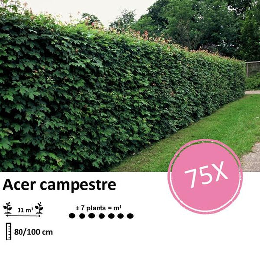 Acer campestre - Wurzelnackt - 80/100 cm - Feld-Ahorn für Hecken