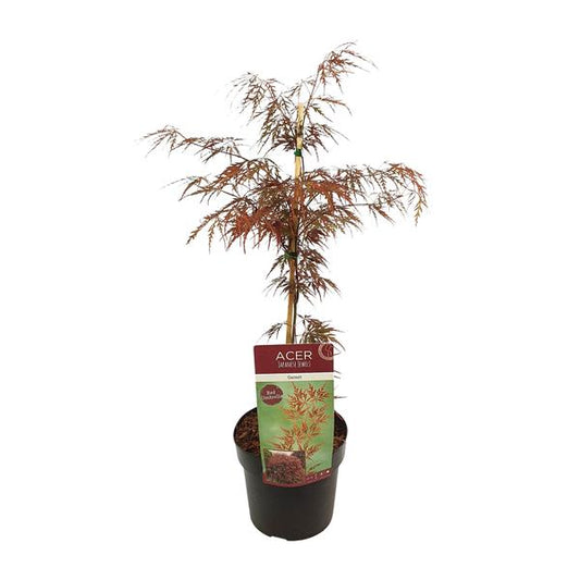 Acer palmatum 'Garnet' - Japanischer Ahorn mit tiefrotem Laub

