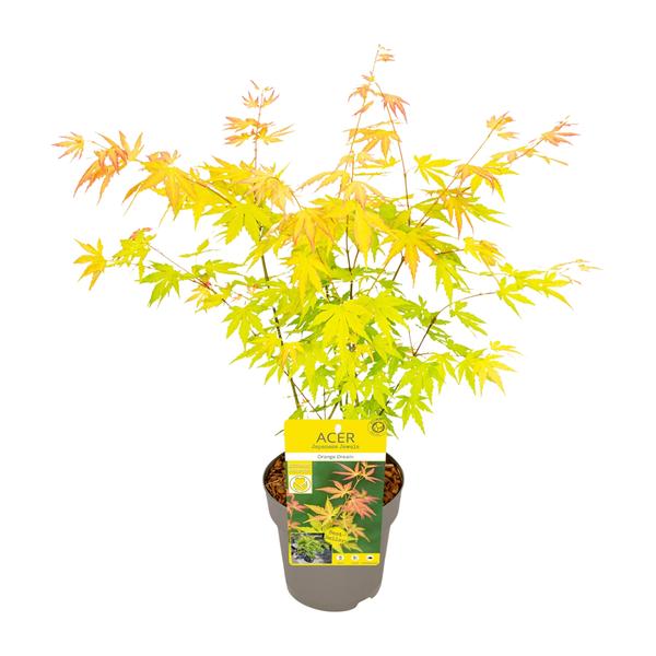 Acer palmatum 'Orange Dream' - Japanischer Ahorn mit orange-gelbem Laub