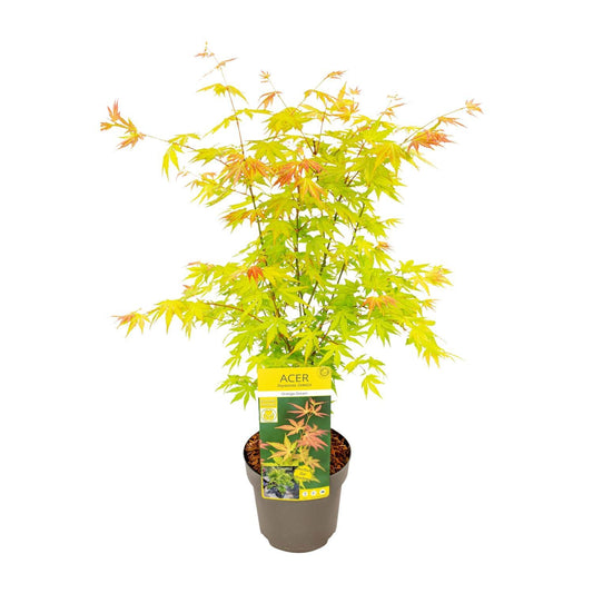 Acer palmatum 'Orange Dream' - Japanischer Ahorn mit orange-gelbem Laub