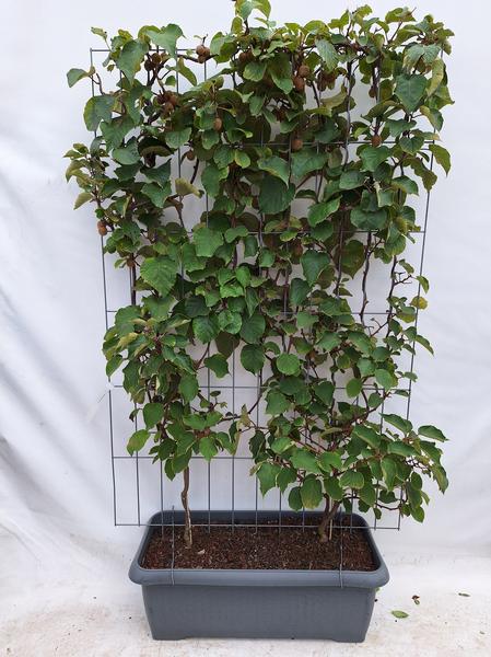 Actinidia deliciosa 'Jenny' - Fertighecke Kiwi für den Garten