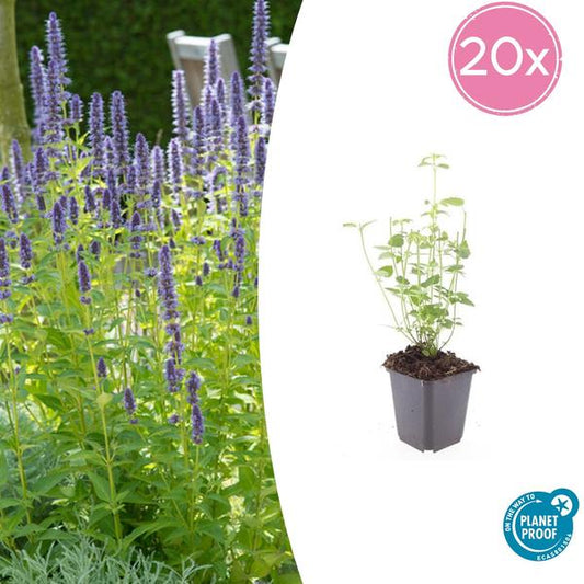 Agastache 'Black Adder' - Violett-blaue Blütenpflanze, perfekt für Bienen