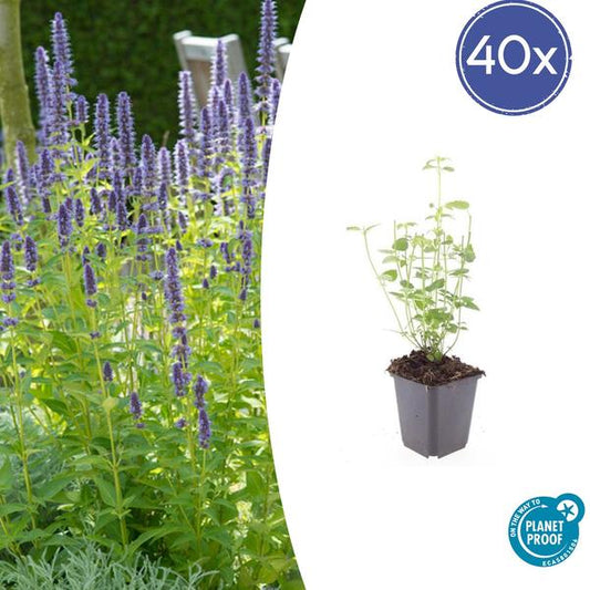 Agastache 'Black Adder' - Violett-blaue Blütenpflanze, perfekt für Bienen