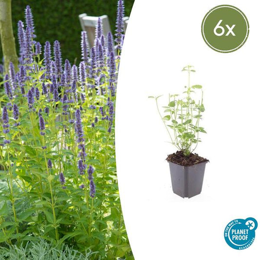 Agastache 'Black Adder' - Violett-blaue Blütenpflanze, perfekt für Bienen