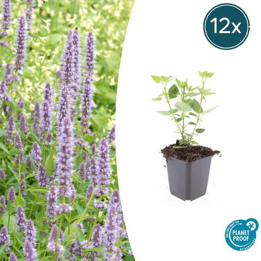 Agastache 'Blue Fortune' - Leuchtend blaue Blütenpflanze, bienenfreundlich