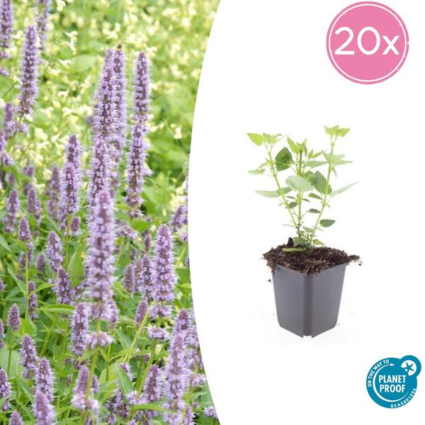 Agastache 'Blue Fortune' - Leuchtend blaue Blütenpflanze, bienenfreundlich