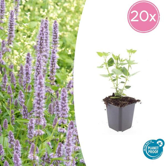 Agastache 'Blue Fortune' - Leuchtend blaue Blütenpflanze, bienenfreundlich