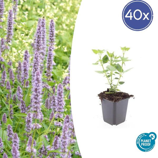 Agastache 'Blue Fortune' - Leuchtend blaue Blütenpflanze, bienenfreundlich