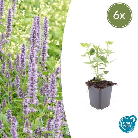 Agastache 'Blue Fortune' - Leuchtend blaue Blütenpflanze, bienenfreundlich