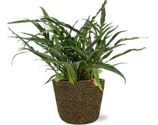 Aglaomorpha Coronans - Majestätischer Hirschgeweihfarn - Ø17cm - ↕45cm mit Selin Pot D18x16cm Schwarz