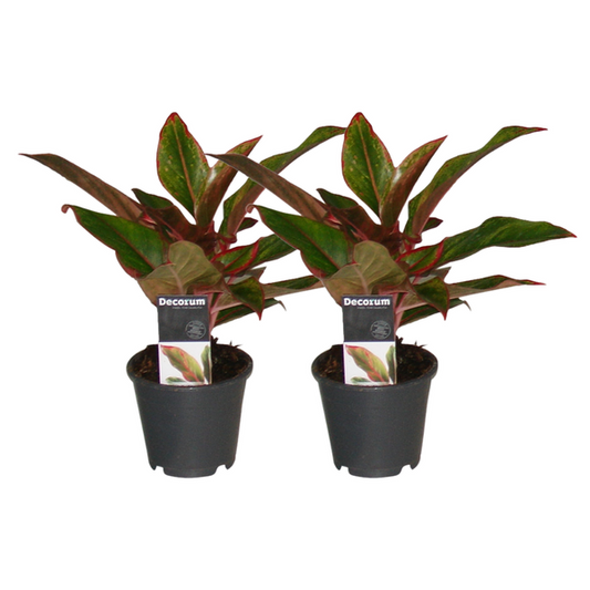 Aglaonema Crete - 2 Stücke - Ø12cm - ↕30cm - Pflegeleichte Zimmerpflanze mit grünen Blättern