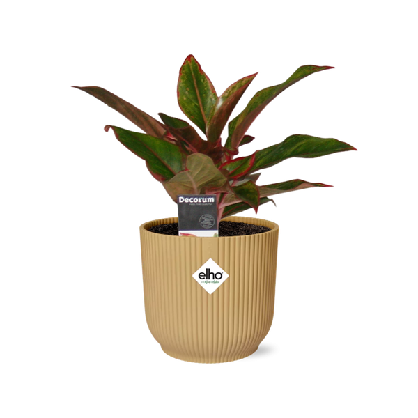 Aglaonema Crete in ELHO Vibes Fold 14cm geel - Pflegeleichte Zimmerpflanze im modernen gelben Topf
