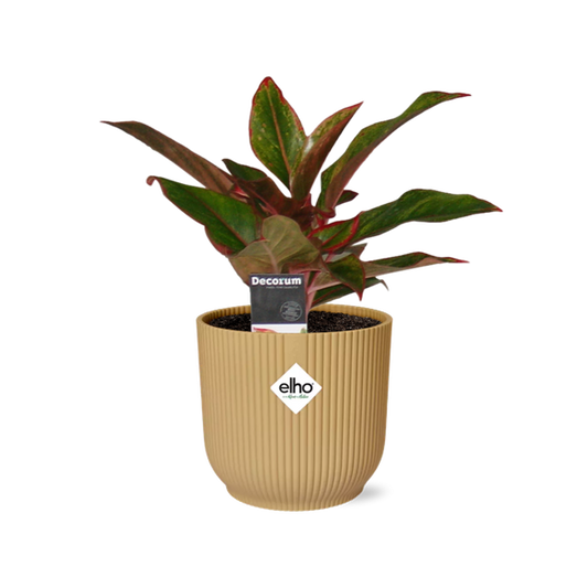 Aglaonema Crete in ELHO Vibes Fold 14cm geel - Pflegeleichte Zimmerpflanze im modernen gelben Topf
