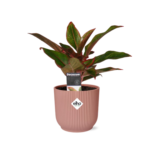 Aglaonema Crete in ELHO Vibes Fold 14cm roze - Pflegeleichte Zimmerpflanze im modernen rosafarbenen Topf