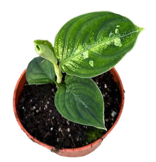 "Aglaonema Pictum Bicolor - Zimmerpflanze mit auffälligen zweifarbigen Blättern in Grün und Silber"
