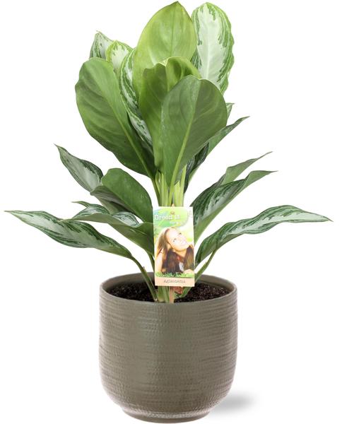 Aglaonema Silver Bay Pflanze in Aresso Topf Grau Grün, mit silbernen Blättern und glänzendem Muster