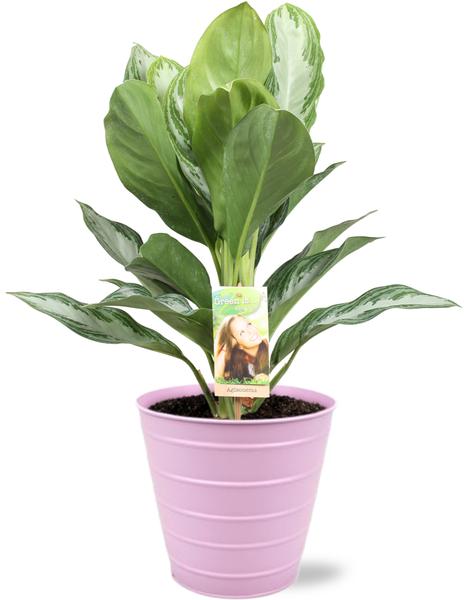 Aglaonema Silver Bay Pflanze in Bodhi Topf Rosa, mit silbernen Blättern und glänzendem Muster
