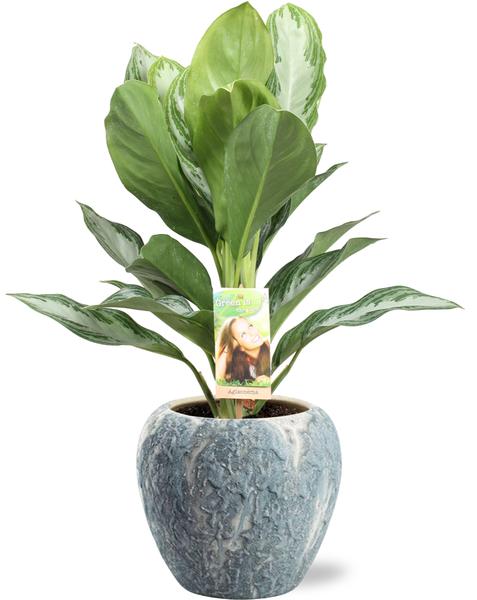 Aglaonema Silver Bay Pflanze in Doug Topf Grau Weiß, mit silbernen Blättern und glänzendem Muster
