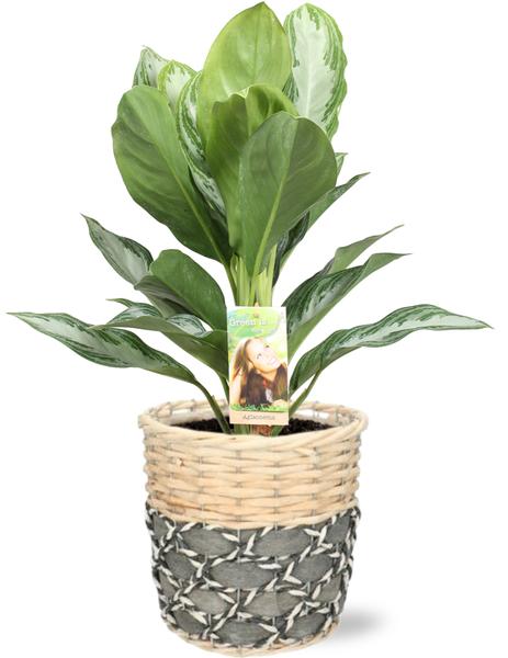 "Aglaonema Silver Bay Pflanze in Lexi Topf Grau, mit silbernen Blättern und edlem Muster
