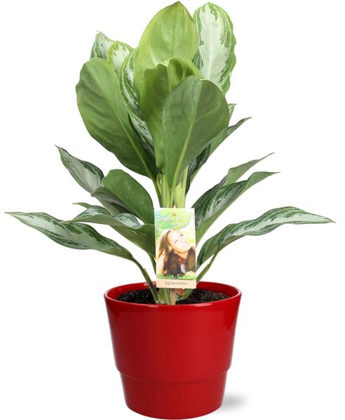 Aglaonema Silver Bay Pflanze in Pot Basic Topf Rot, mit silbernen Blättern und edlem Muster