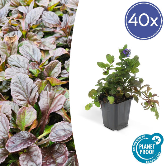 Ajuga reptans (Kriechender Günsel) für die Bodendeckung im Garten mit grünen bis purpurfarbenen Blättern und blauen Blüten

