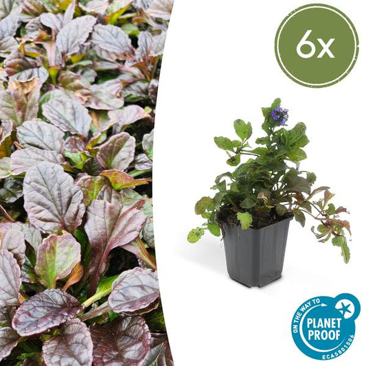 Ajuga reptans (Kriechender Günsel) für die Bodendeckung im Garten mit grünen bis purpurfarbenen Blättern und blauen Blüten