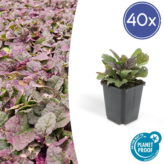 Ajuga reptans 'Burgundy Glow' mit rot-violetten Blättern - Bodendeckerpflanze für Garten und Balkon
