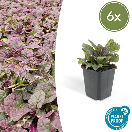Ajuga reptans 'Burgundy Glow' mit rot-violetten Blättern - Bodendeckerpflanze für Garten und Balkon