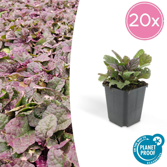 Ajuga reptans 'Burgundy Glow' mit rot-violetten Blättern - Bodendeckerpflanze für Garten und Balkon
