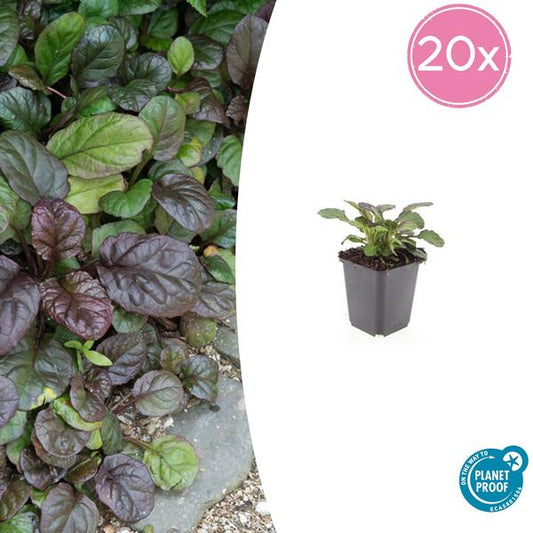 Ajuga reptans 'Catlin's Giant' mit großen grünen Blättern als Bodendeckerpflanze im Garten