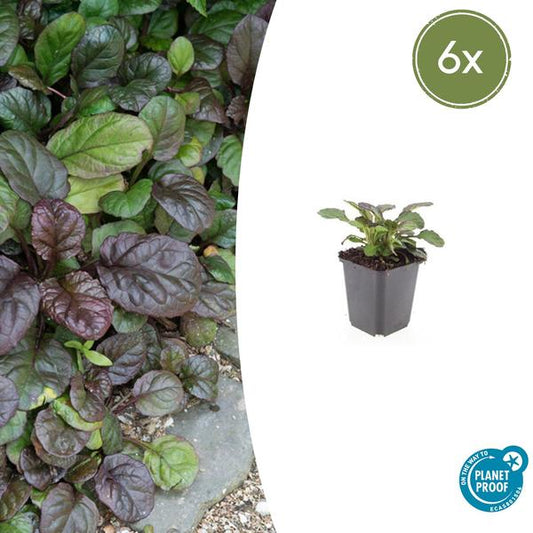 Ajuga reptans 'Catlin's Giant' mit großen grünen Blättern als Bodendeckerpflanze im Garten