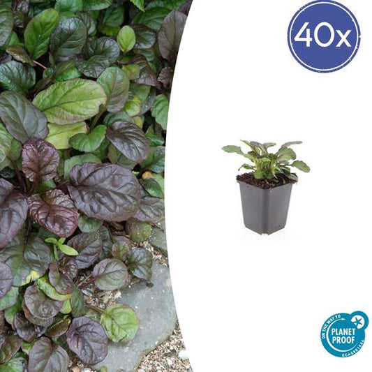 Ajuga reptans 'Catlin's Giant' mit großen grünen Blättern als Bodendeckerpflanze im Garten