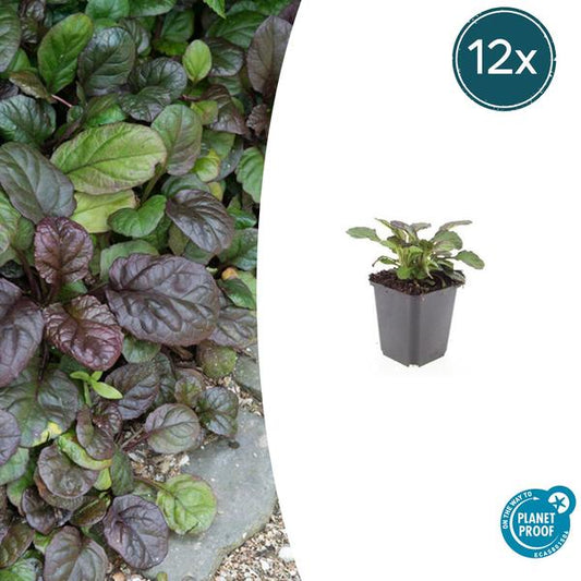 Ajuga reptans 'Catlin's Giant' mit großen grünen Blättern als Bodendeckerpflanze im Garten