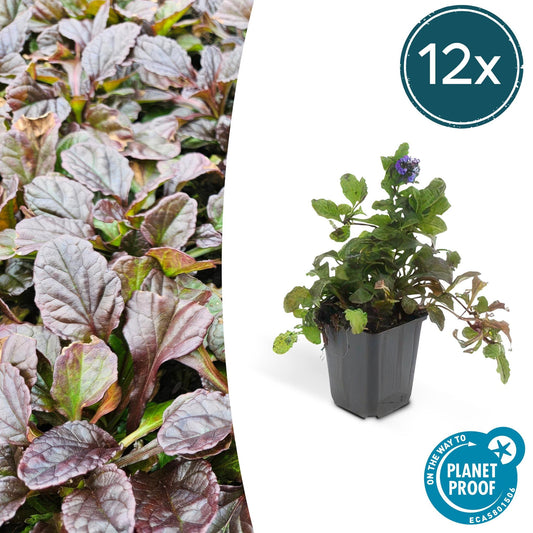 Ajuga reptans (Kriechender Günsel) als Bodendecker im Garten mit grünen bis purpurfarbenen