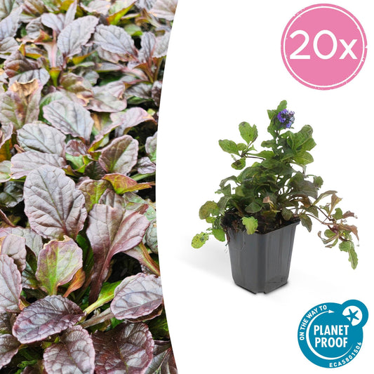 Ajuga reptans (Kriechender Günsel) als Bodendecker im Garten mit grünen bis purpurfarbenen Blättern und blauen Blüten