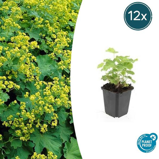 Alchemilla mollis (Frauenmantel) mit zarten, gefiederten Blättern und gelbgrünen Blüten im Sommer