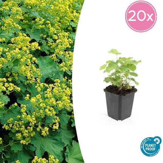Alchemilla mollis (Frauenmantel) mit zarten, gefiederten Blättern und gelbgrünen Blüten im Sommer