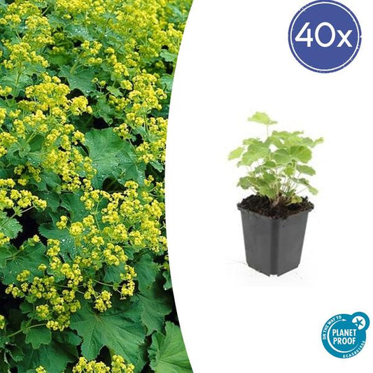Alchemilla mollis (Frauenmantel) mit zarten, gefiederten Blättern und gelbgrünen Blüten im Sommer