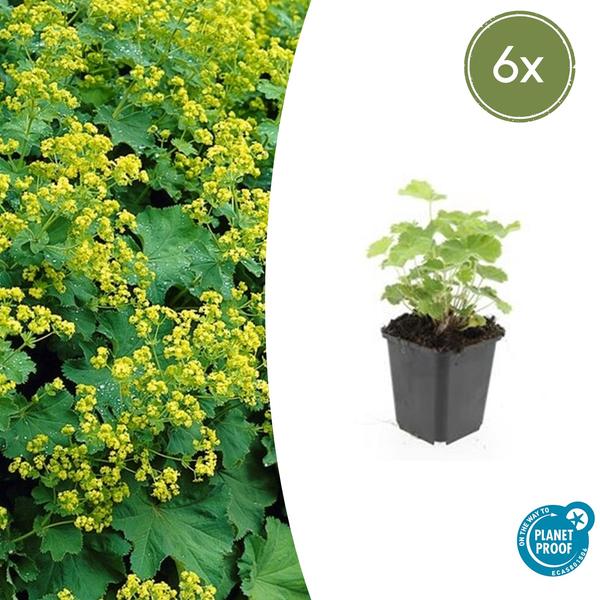 Alchemilla mollis (Frauenmantel) mit zarten, gefiederten Blättern und gelbgrünen Blüten im Sommer