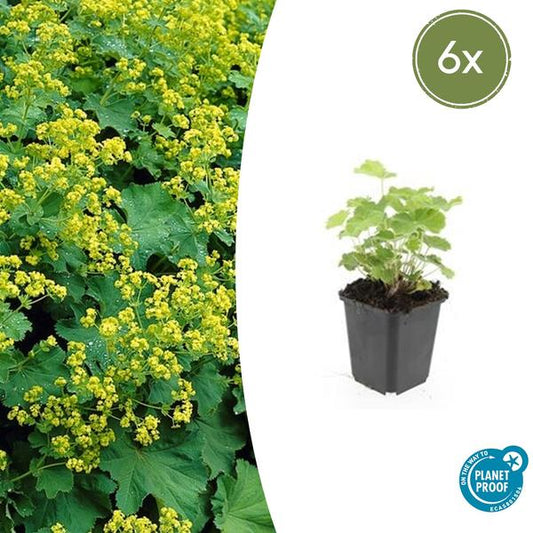 Alchemilla mollis (Frauenmantel) mit zarten, gefiederten Blättern und gelbgrünen Blüten im Sommer