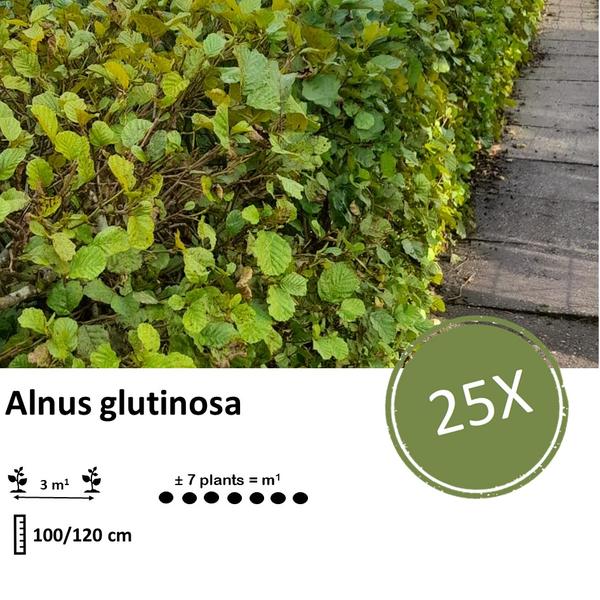 Schwarzerle (Alnus glutinosa) Blote Wortel für nachhaltige Landschaftsgestaltung