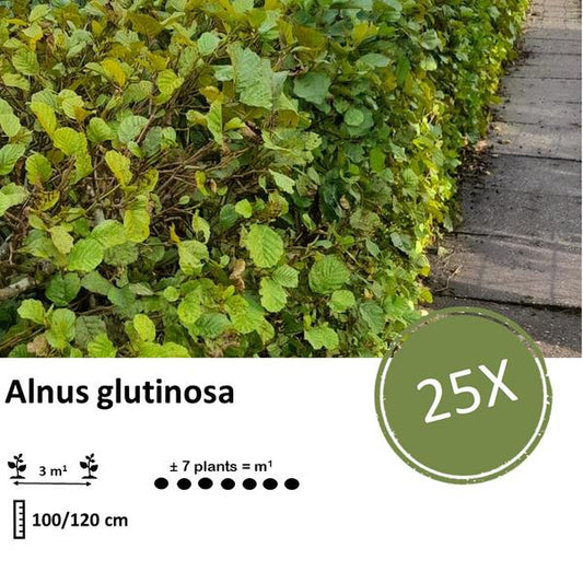 Schwarzerle (Alnus glutinosa) Blote Wortel für nachhaltige Landschaftsgestaltung