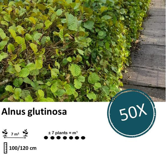 Schwarzerle (Alnus glutinosa) Blote Wortel für nachhaltige Landschaftsgestaltung