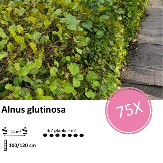 Schwarzerle (Alnus glutinosa) Blote Wortel für nachhaltige Landschaftsgestaltung