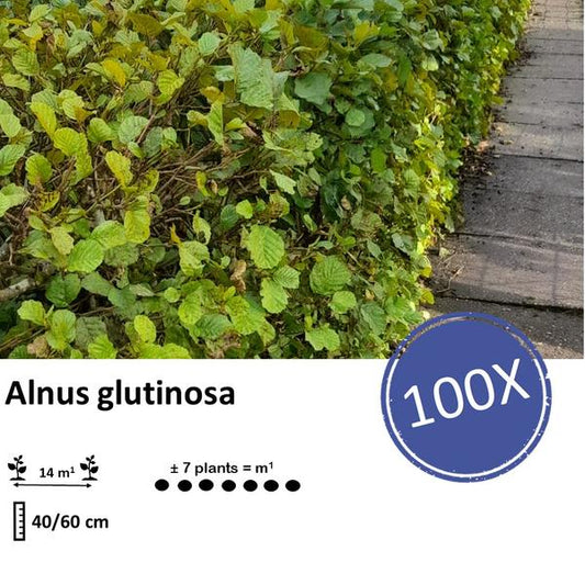Schwarzerle (Alnus glutinosa) Blote Wortel für nachhaltige Landschaftsgestaltung