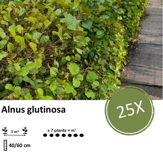 Schwarzerle (Alnus glutinosa) Blote Wortel für nachhaltige Landschaftsgestaltung